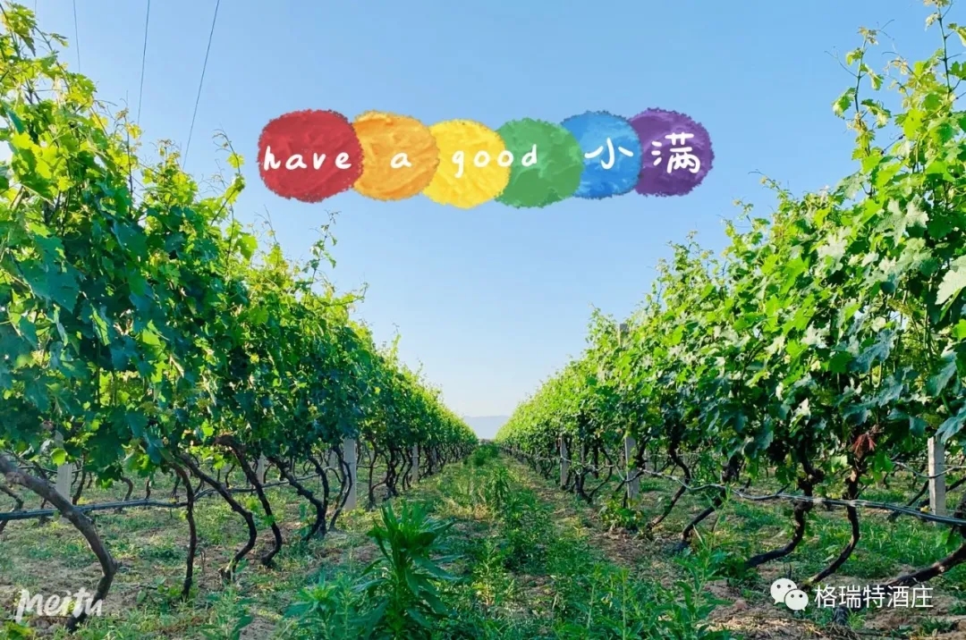 記錄小滿(mǎn)時(shí)節(jié)的酒莊、怎一美字了得！