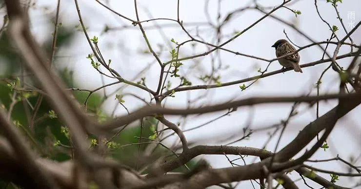 雨水||絲絲春雨潤(rùn)萬物，杯杯美酒暖人心